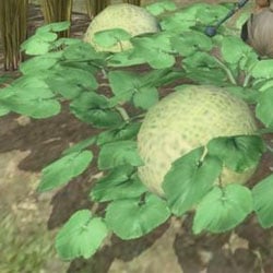 melons-cultivation-items-items-nier-replicant-wiki-guide-250
